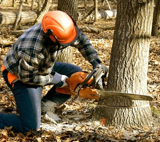 Arborist assessing tree health in Virginia